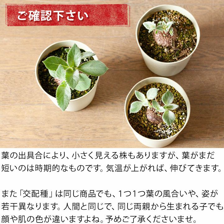 断崖の女王シンニンギア。強さを増した、ハイブリッド（レウコトリカ