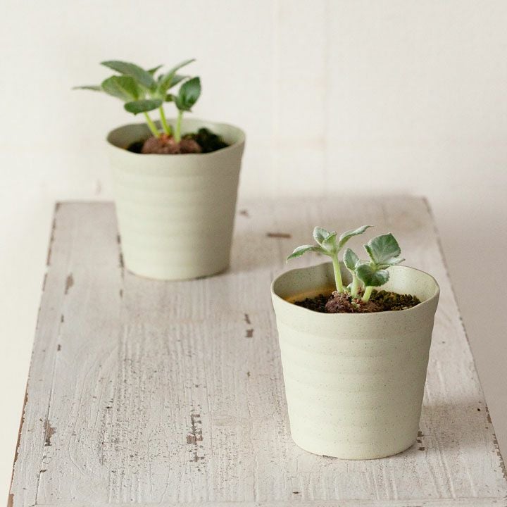 断崖の女王シンニンギア。強さを増した、ハイブリッド（レウコトリカ