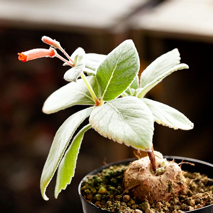 000000001352-01.jpg?size=l&w=