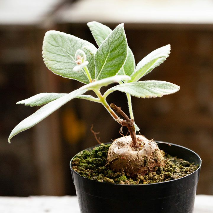 断崖の女王シンニンギア。強さを増した、ハイブリッド3号サイズ