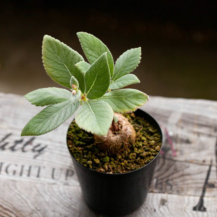 断崖の女王シンニンギア。強さを増した、ハイブリッド3号サイズ