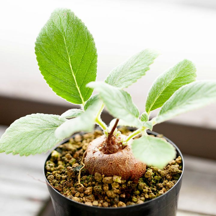 断崖の女王シンニンギア。強さを増した、ハイブリッド3号サイズ