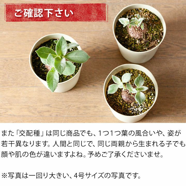 断崖の女王シンニンギア。強さを増した、ハイブリッド3号サイズ