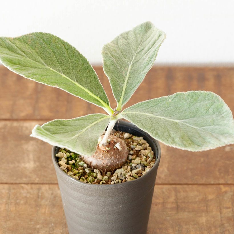 断崖の女王」こと、シンニンギア・レウコトリカ | [公式]e-花屋さん