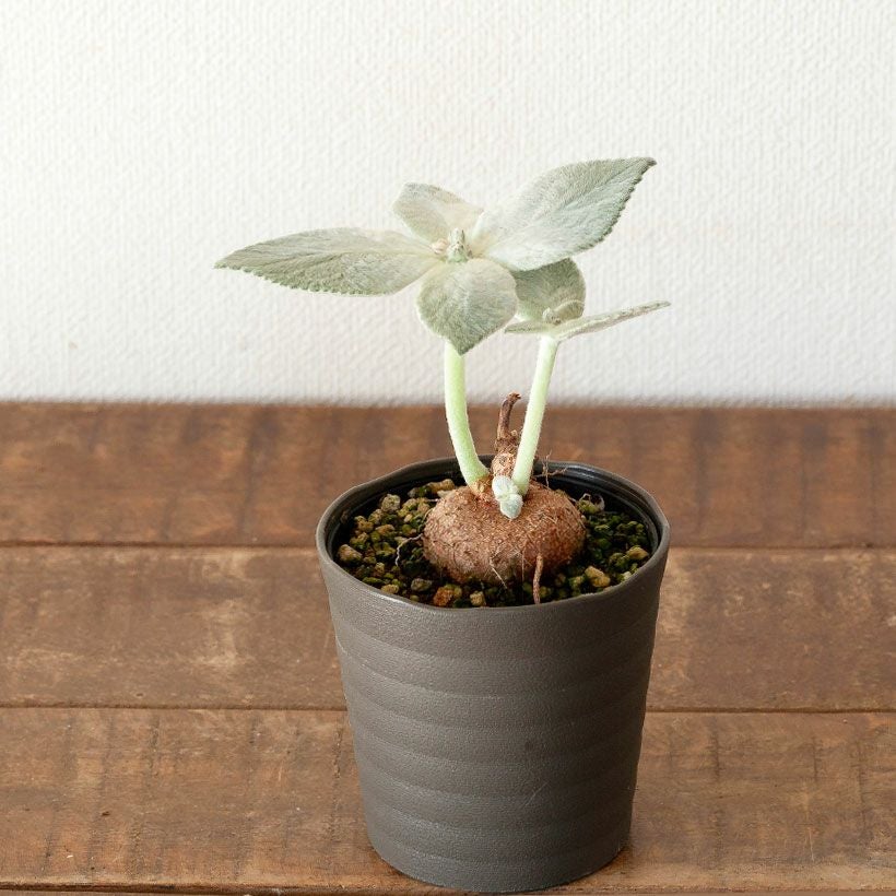 断崖の女王」こと、シンニンギア・レウコトリカ | [公式]e-花屋さん