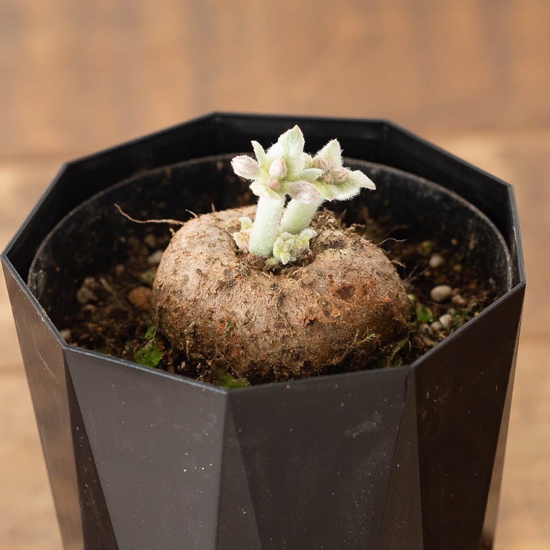 断崖の女王シンニンギア