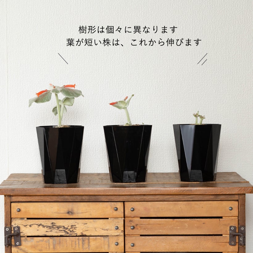 断崖の女王」こと、シンニンギア・レウコトリカ | [公式]e-花屋さん