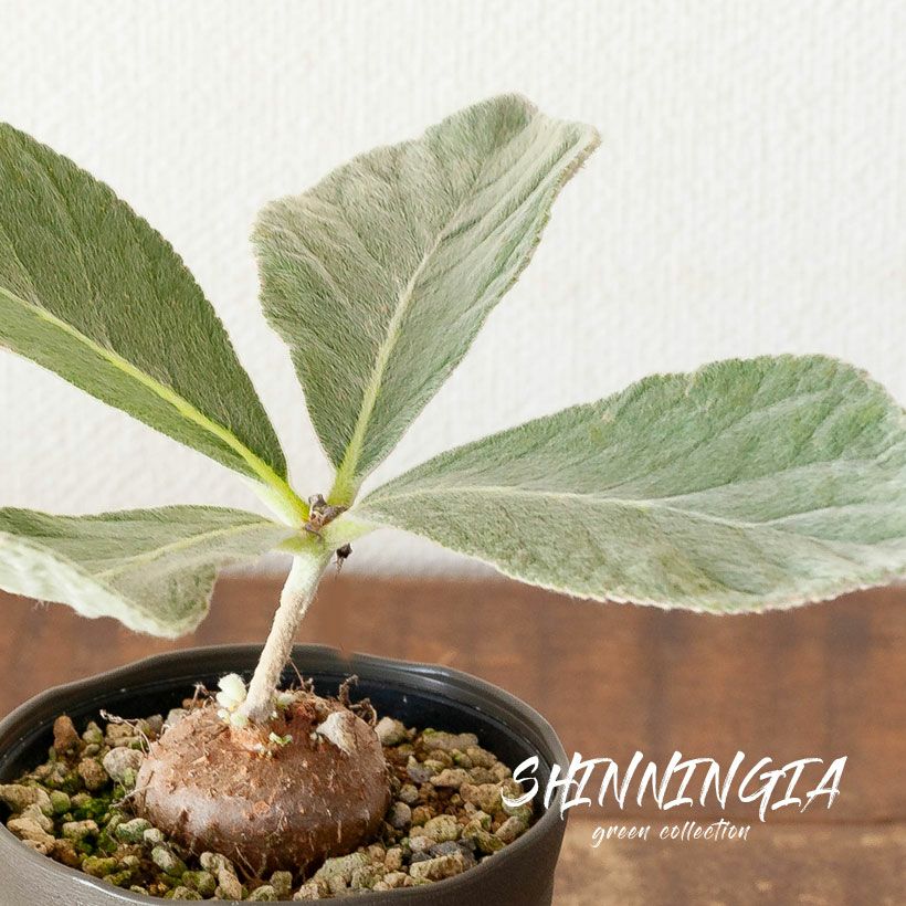 断崖の女王」こと、シンニンギア・レウコトリカ | [公式]e-花屋さん