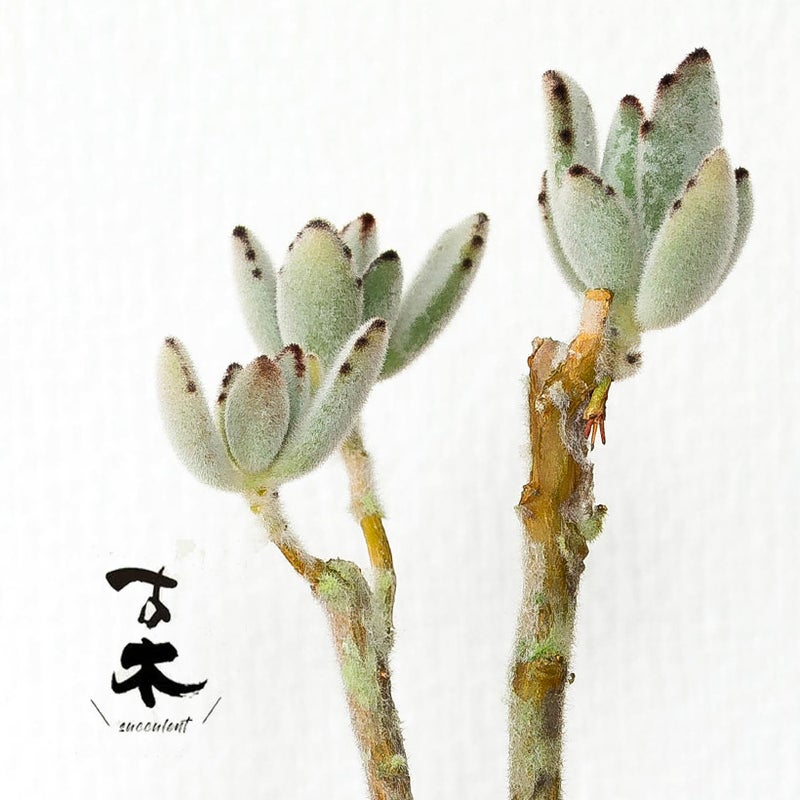 多肉植物・古木（KOBOKU)