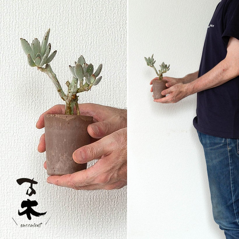 KOBOKU（古木）のツキトジ：バイオマス鉢カバー付き | [公式]e-花屋さん
