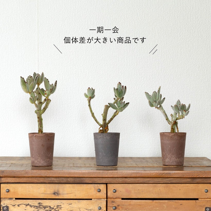 KOBOKU（古木）のツキトジ：バイオマス鉢カバー付き | [公式]e-花屋さん