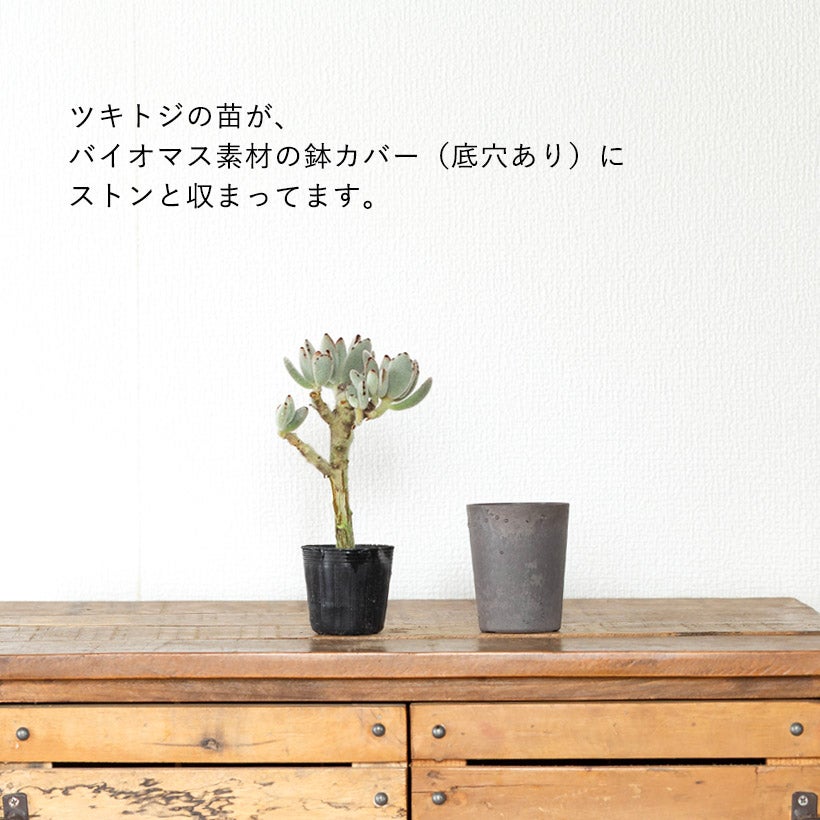 KOBOKU（古木）のツキトジ：バイオマス鉢カバー付き | [公式]e-花屋さん