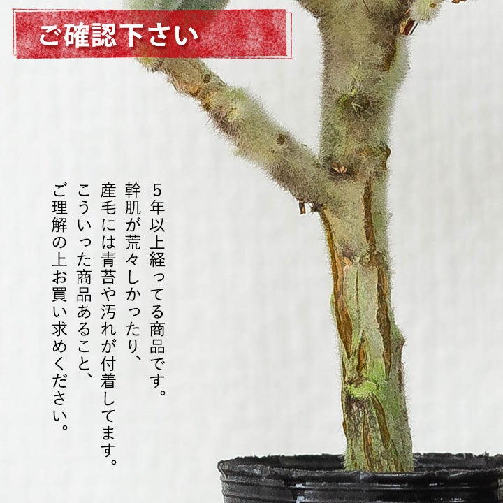 KOBOKU（古木）のツキトジ：バイオマス鉢カバー付き | [公式]e-花屋さん
