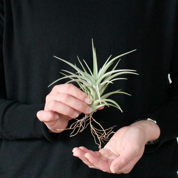 名人杉山さんのティランジア・ネグレクタxレクルビフォリア（交配種