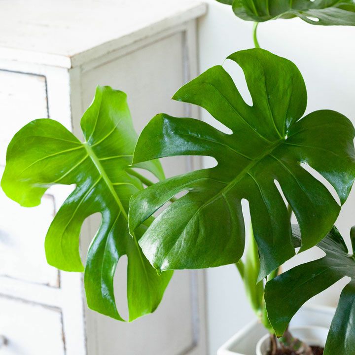 訳ありSALE】モンステラの幹上がり（5号簡易POT）※植物との同梱は出来