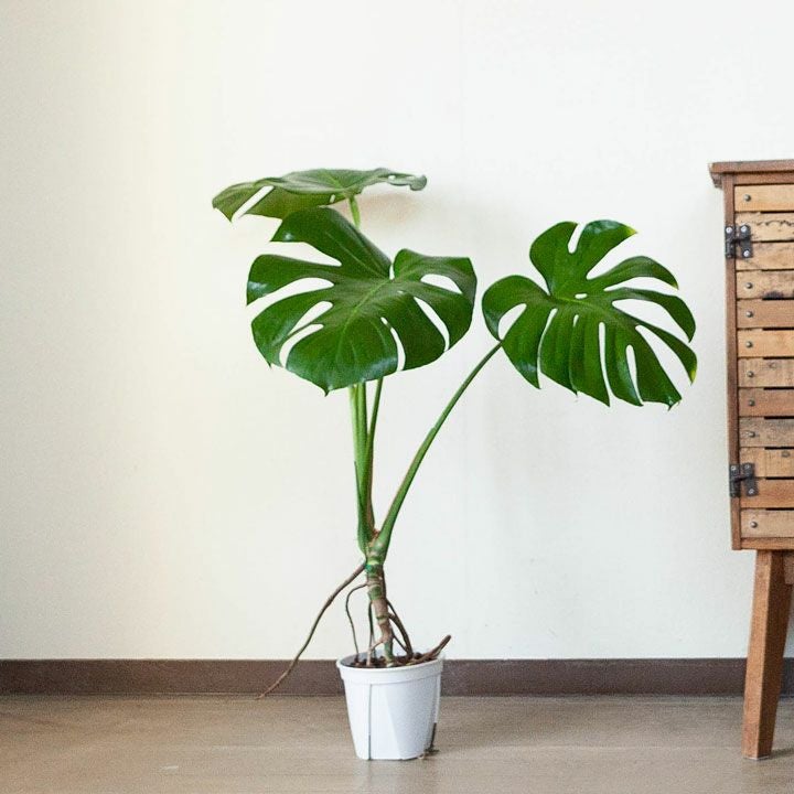 訳ありSALE】モンステラの幹上がり（5号簡易POT）※植物との同梱は出来