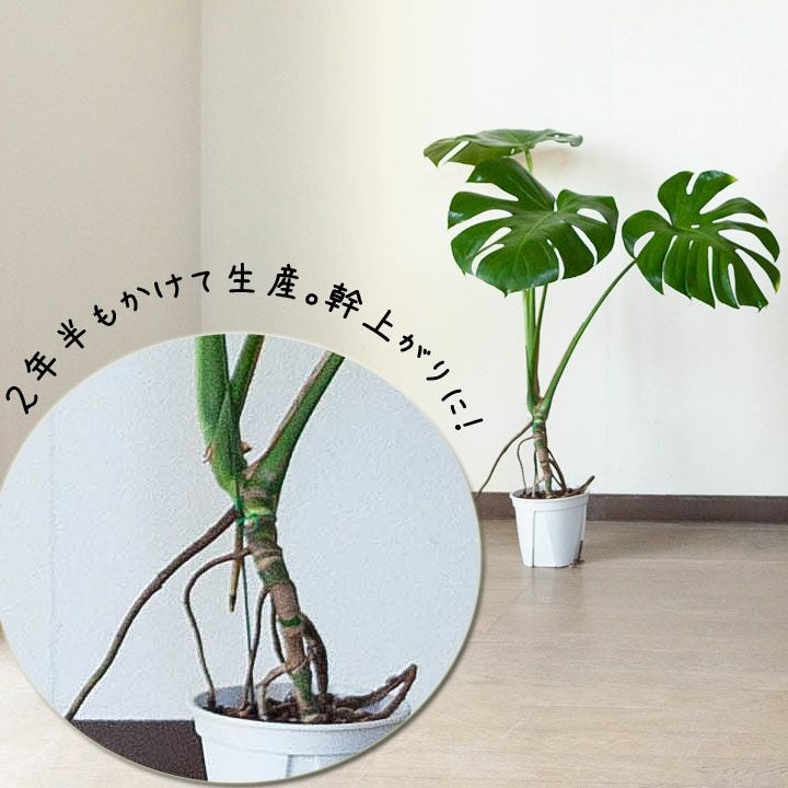 000000001378-03.jpg?size=l&w=