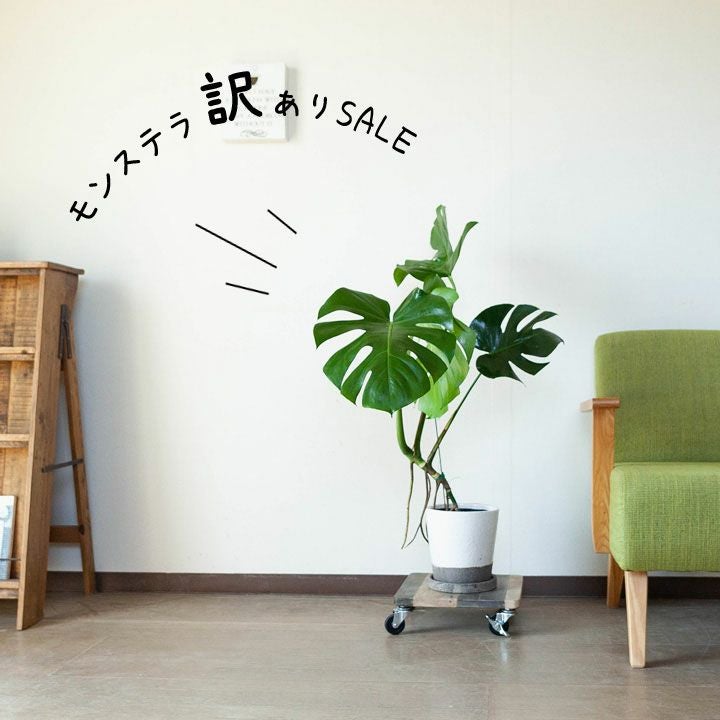 訳ありSALE】モンステラの幹上がり（5号簡易POT）※植物との同梱は出来