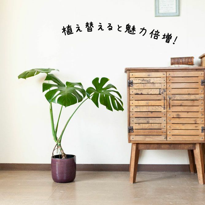 訳ありSALE】モンステラの幹上がり（5号簡易POT）※植物との同梱は出来