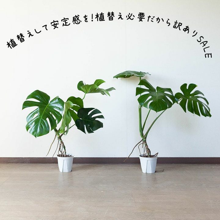 000000001378-09.jpg?size=l&w=