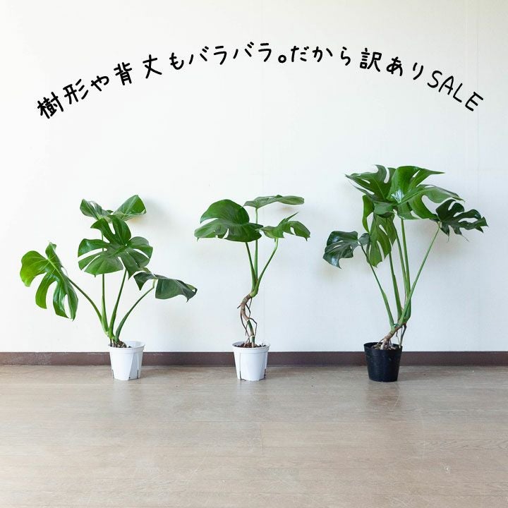 000000001378-10.jpg?size=l&w=