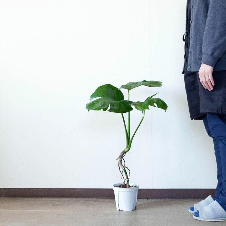 訳ありSALE】モンステラの幹上がり（5号簡易POT）※植物との同梱は出来
