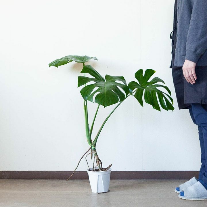 訳ありSALE】モンステラの幹上がり（5号簡易POT）※植物との同梱は出来