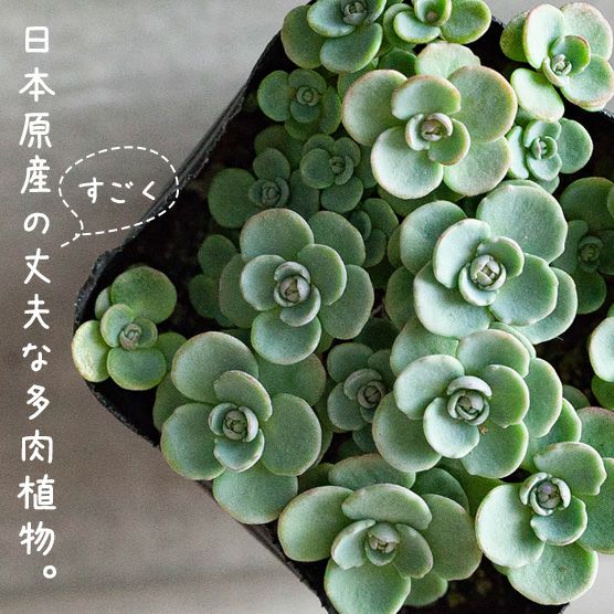 000000001380-01.jpg?size=l&w=