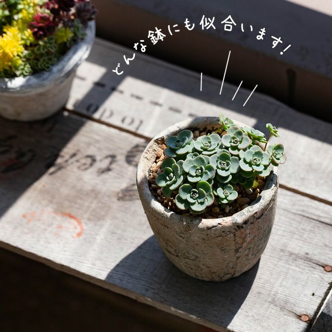 赤葉カラフトミセバヤ（ヒダカミセバヤ）育て方付き｜日本の多肉植物