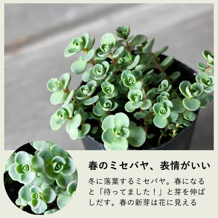 赤葉カラフトミセバヤ（ヒダカミセバヤ）育て方付き｜日本の多肉植物