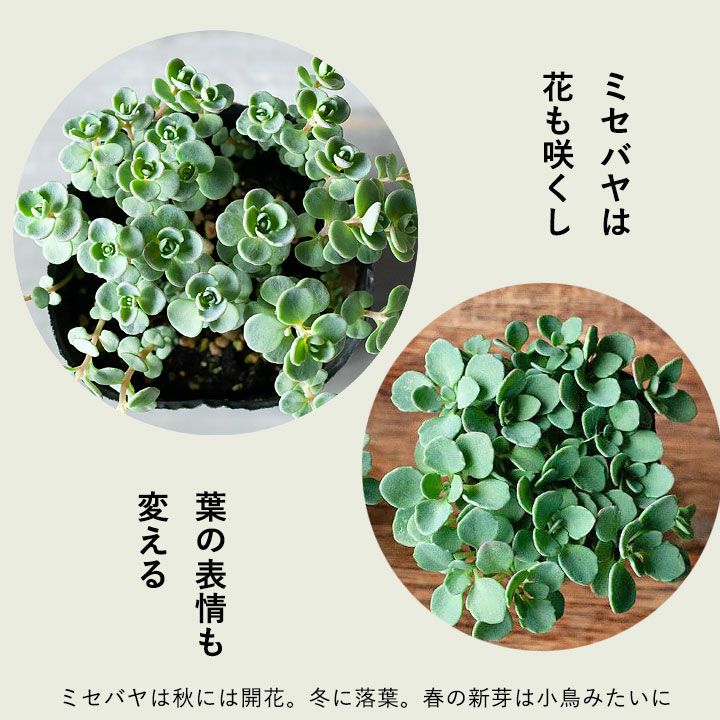 赤葉カラフトミセバヤ（ヒダカミセバヤ）育て方付き｜日本の多肉植物