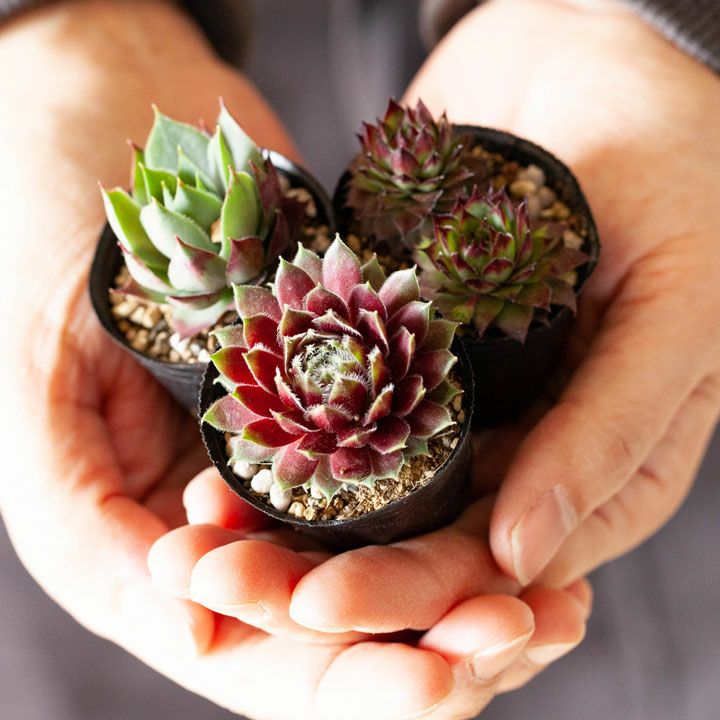 センペルビウム寄せ植え｜植え替え、相性に悩まない！小さい多肉苗