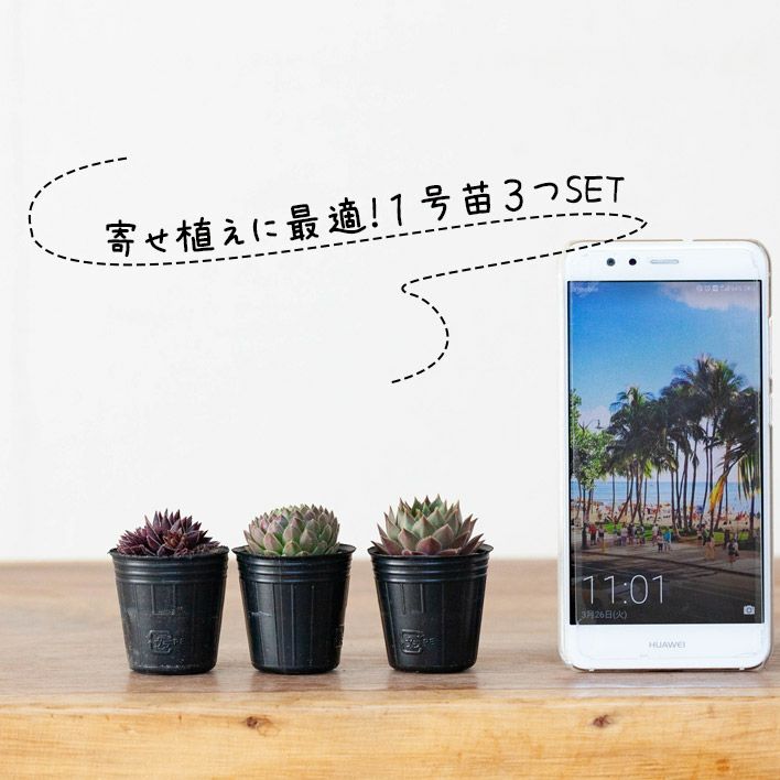センペルビウム寄せ植え｜植え替え、相性に悩まない！小さい多肉苗