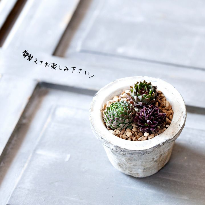 センペルビウム寄せ植え｜植え替え、相性に悩まない！小さい多肉苗