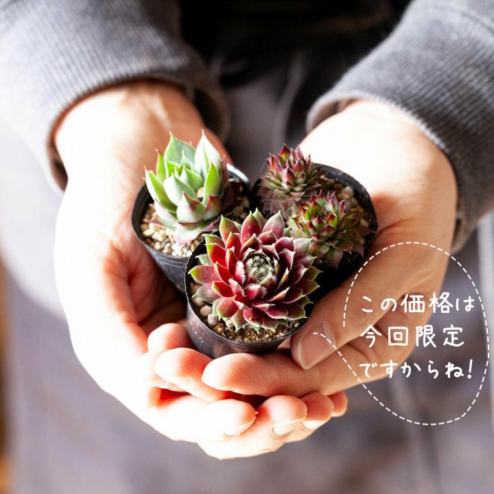 センペルビウム寄せ植え｜植え替え、相性に悩まない！小さい多肉苗