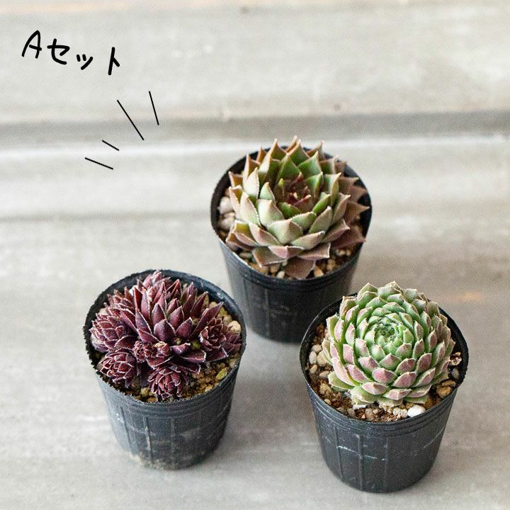 センペルビウム寄せ植え｜植え替え、相性に悩まない！小さい多肉苗