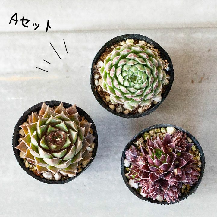 センペルビウム寄せ植え｜植え替え、相性に悩まない！小さい多肉苗