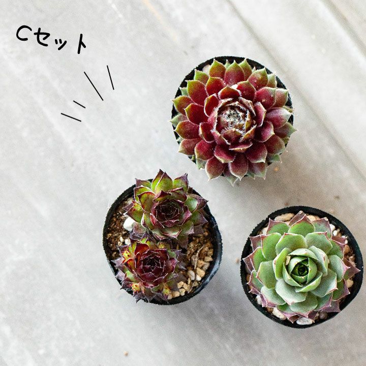 センペルビウム寄せ植え｜植え替え、相性に悩まない！小さい多肉苗