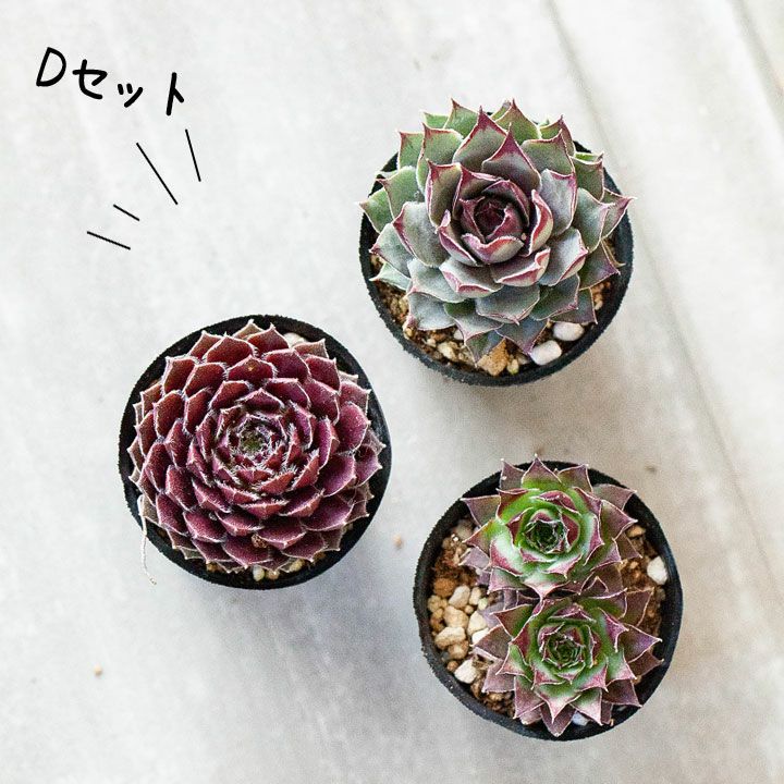1ポット410円〜 センペルビウム26年1月 その9 センペルビウム寄せ植え｜植え替え、相性に悩まない！小さい多肉苗