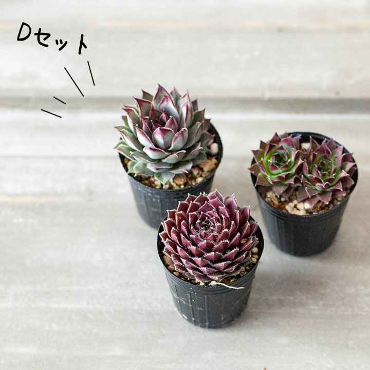 センペルビウム寄せ植え｜植え替え、相性に悩まない！小さい多肉苗