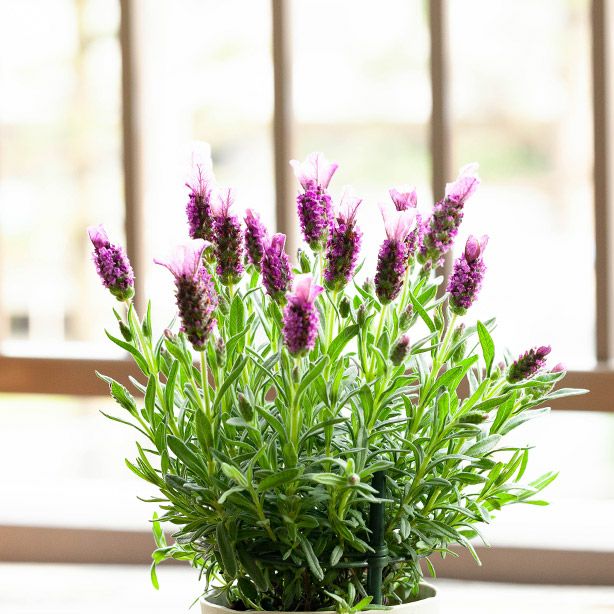 000000001382-04.jpg?size=l&w=