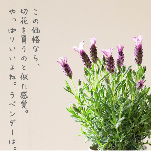 ラベンダーピンクロリポップ4号フレンチお勧め品種｜育て方付き