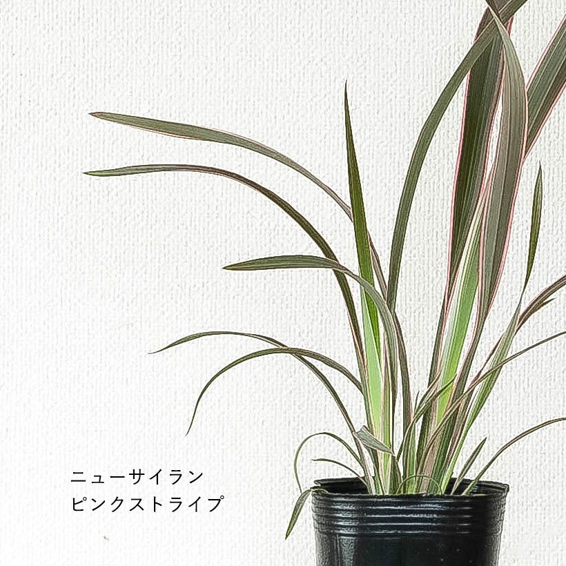 ニューサイラン人気品種SELECT（3号ロングPOT苗） | [公式]e-花屋さん