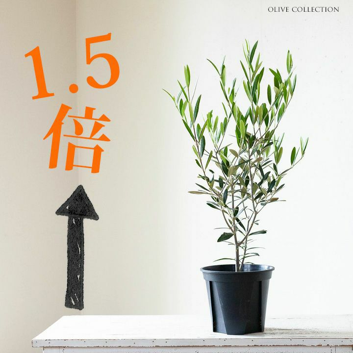オリーブ　ヒナカゼ　高さ115cm オリーブ・ヒナカゼ6号鉢植え｜成長速度が早く剪定しやすい木