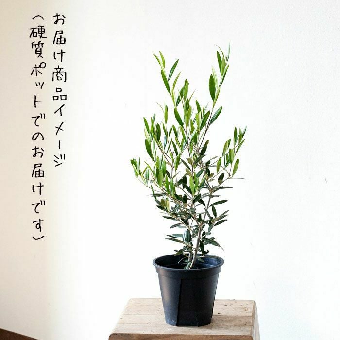オリーブ・ヒナカゼ6号鉢植え｜成長速度が早く剪定しやすい木