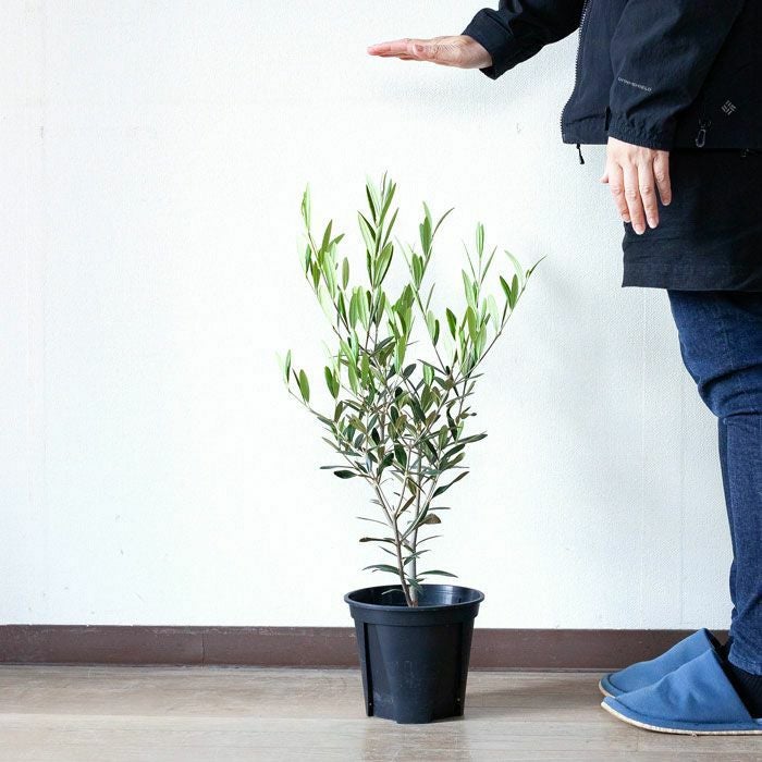 オリーブ・ヒナカゼ6号鉢植え｜成長速度が早く剪定しやすい木