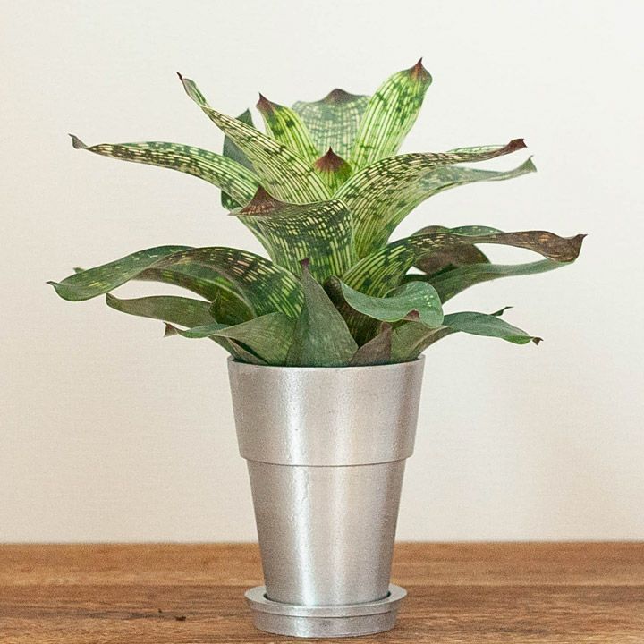 シルバーシリンダー植木鉢｜2.5号～3号の観葉植物の植え替えに