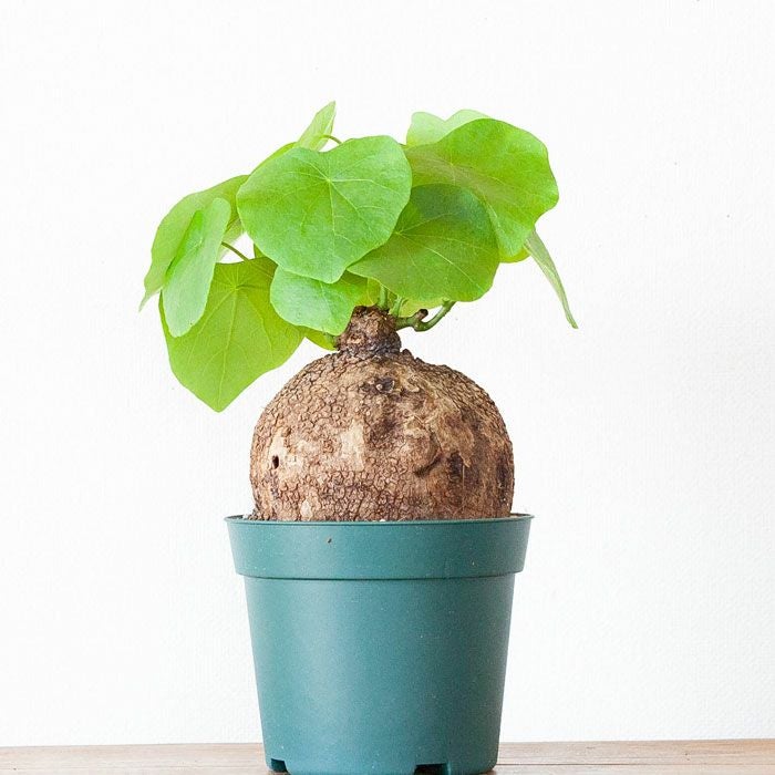 ステファニア・ヴェノサtypeA | [公式]e-花屋さん