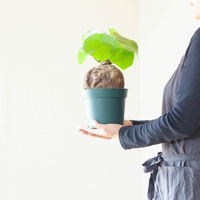 ステファニア・ヴェノサtypeA | [公式]e-花屋さん