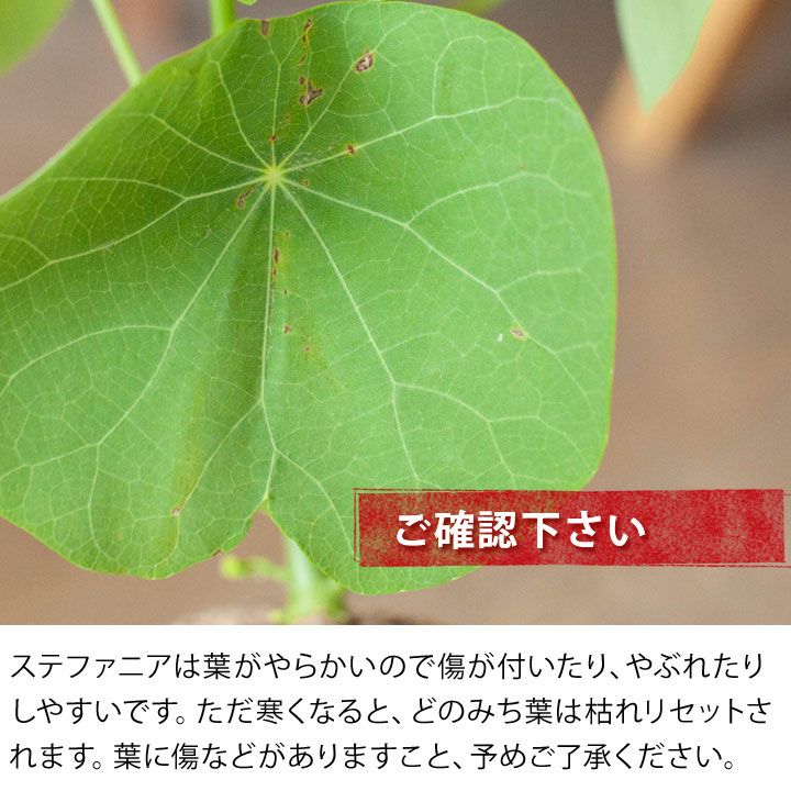 ステファニア・ヴェノサtypeA | [公式]e-花屋さん